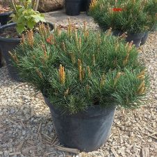 Сосна горная Mughus (Мугус) С15 30-40 см