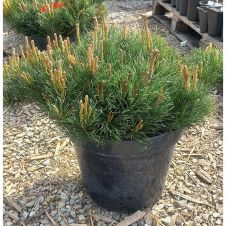 Сосна горная Mughus (Мугус) С15 30-40 см