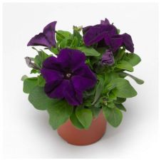 Петуния Крупноцветковая (Petunia Grandiflora) Duvet F1 Blue