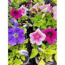 Петуния Крупноцветковая (Petunia Grandiflora) Duvet F1 Blue