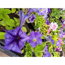 Петуния Крупноцветковая (Petunia Grandiflora) Duvet F1 Blue