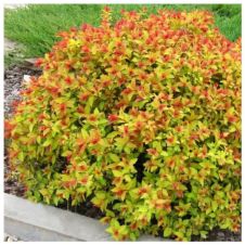 Спирея японская Файерлайт (Firelight) С3