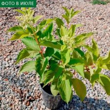 Гортензия метельчатая Levana (Левана) С5 20-30 см