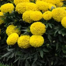 Бархатцы отклонённые (Tagetes erecta) Taishan F1 yellow