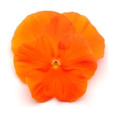Виола Виттрока (Viola wittrockiana) Matrix F1 orange
