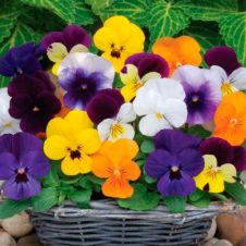 Виола рогатая (Viola cornuta) Sorbet XP blyuberri sandai mix
