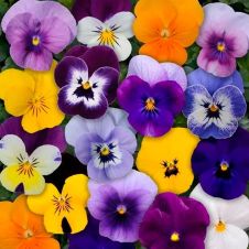 Виола рогатая (Viola cornuta) Sorbet XP blyuberri sandai mix