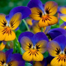 Виола рогатая (Viola cornuta) Sorbet XP golden blues