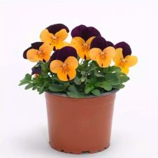 Виола рогатая (Viola cornuta) Sorbet XP orange jump up