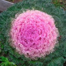 Капуста декоративная (Brassica oleracea) Kamome (pink) P9