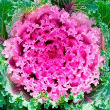 Капуста декоративная (Brassica oleracea) Kamome (pink) P9