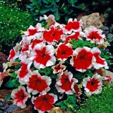 Петуния крупноцветковая (Petunia grandiflora) Dreams F1 Red Picotee