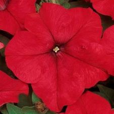 Петуния крупноцветковая (Petunia grandiflora) Dreams F1 Red