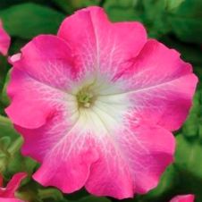 Петуния крупноцветковая (Petunia grandiflora) Dreams F1 Rose morn
