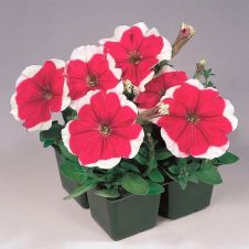 Петуния крупноцветковая (Petunia grandiflora) Dreams F1 Rose Picotee