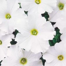 Петуния крупноцветковая (Petunia grandiflora) Dreams F1 white