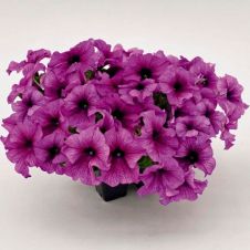 Петуния крупноцветковая (Petunia grandiflora) Success! 360° F1 (purple vein)