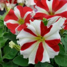 Петуния крупноцветковая (Petunia grandiflora) Tango F1 (red star)