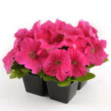 Петуния крупноцветковая (Petunia grandiflora) Ez Rider F1 deep pink