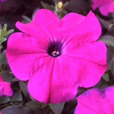 Петуния многоцветковая (Petunia multiflora) Lambada F1 deep violet