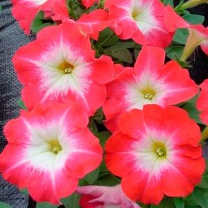 Петуния многоцветковая (Petunia multiflora) Lambada F1 scarlet morn