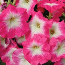 Петуния многоцветковая (Petunia multiflora) Mirage F1 rose morn