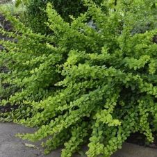 Барбарис Тунберга Green carpet (Грин Карпет) С1,5