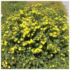 Лапчатка кустарниковая Summerflor (Саммерфлор) С3 20-30 см