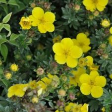 Лапчатка кустарниковая Summerflor (Саммерфлор) С3 20-30 см