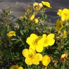 Лапчатка кустарниковая Summerflor (Саммерфлор) С3 20-30 см