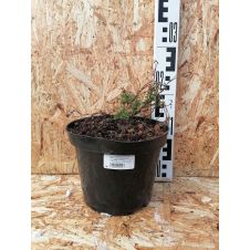 Лапчатка кустарниковая Summerflor (Саммерфлор) С3 20-30 см