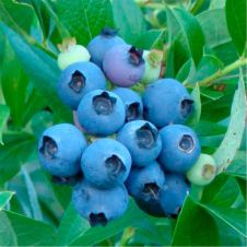 Саженец Голубика высокорослая Нортланд (Nortland) С3