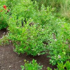 Саженец Голубика высокорослая Нортланд (Nortland) С3