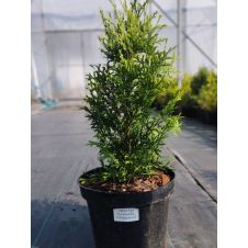 Туя западная Pyramidalis Compacta (Пирамидалис Компакта) С3 30-40 см