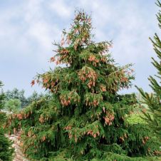 Ель обыкновенная Acrocona C2