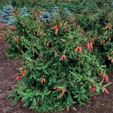 Ель обыкновенная Acrocona C2