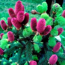 Ель обыкновенная Acrocona C2