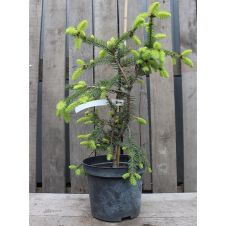 Ель обыкновенная Acrocona C2