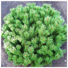 Сосна горная Gnom (Гном) C2 15-20 см