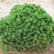 Сосна горная Gnom (Гном) C2 15-20 см