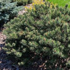 Сосна горная Gnom (Гном) C2 15-20 см