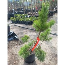 Сосна горная Gnom (Гном) C2 15-20 см