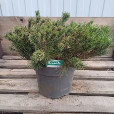 Сосна горная С7,5 h 35-40 см