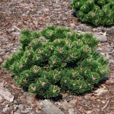 Сосна горная С7,5 h 35-40 см
