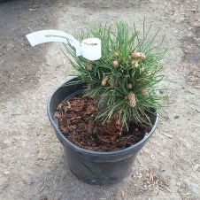Сосна горная Мопс (Pinus mugo Mops) С2 h=15-20 см