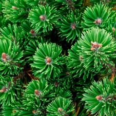 Сосна горная С7,5 h 35-40 см