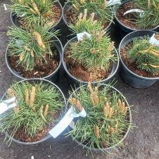 Сосна горная Мопс (Pinus mugo Mops) С2 h=15-20 см