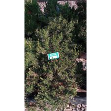 Сосна горная С7,5 h 35-40 см