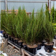 Можжевельник скальный Блю Эрроу (Blue Arrow) C1,5