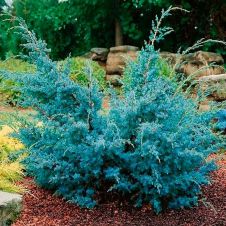 Можжевельник Блю Альпс (Blue Alps) С1.5